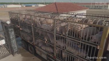 猪肉运输生猪货运牲畜